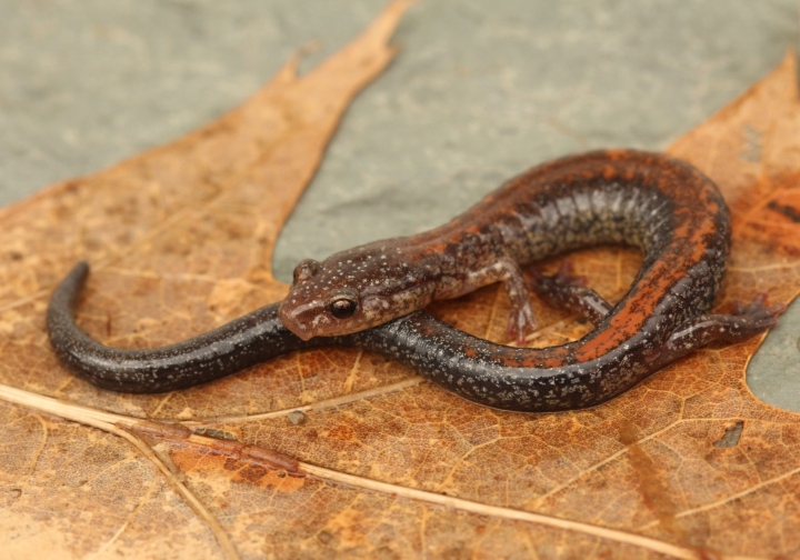 Redback Salamander